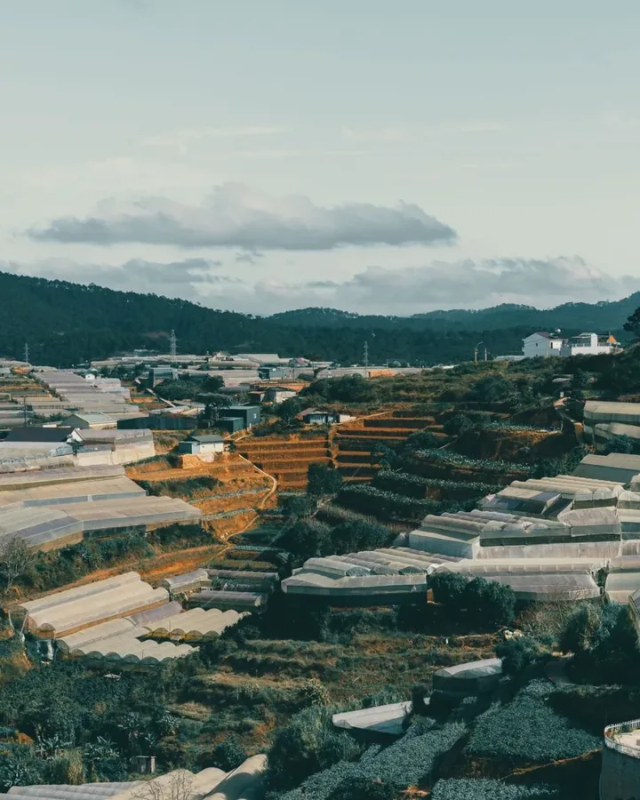 Tại Ngô Thị Ngọc Anh 1991